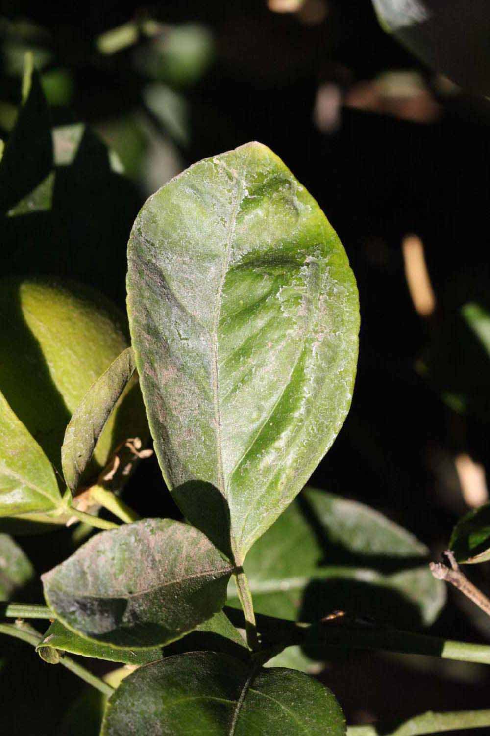            Unifoliolate leaf (Riverside, CA)   